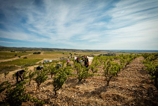 Domaine Boudau: What's The Story? - Pierre Hourlier Wines