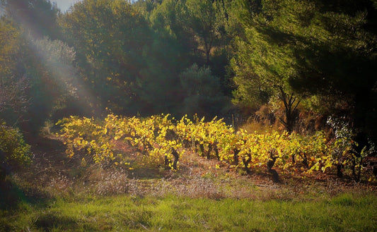 Happy Languedoc Day! The Home of Creativity and Diversity - Pierre Hourlier Wines