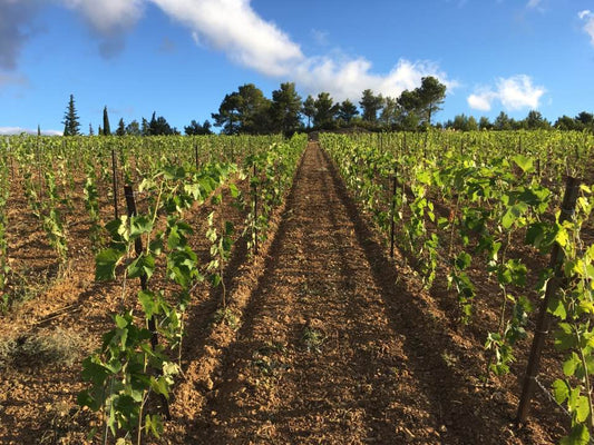 The New Winemaking Region: Occitanie - Pierre Hourlier Wines