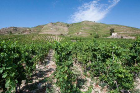 Rhone Wine - Buying Guide