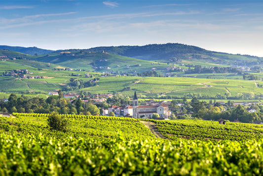 The Ultimate Guide to French Wine - Pierre Hourlier Wines