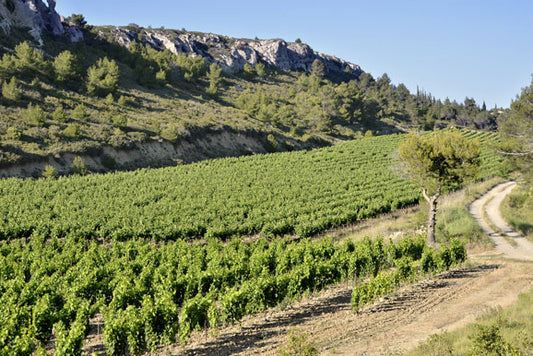 Languedoc Wine Region - Pierre Hourlier Wines