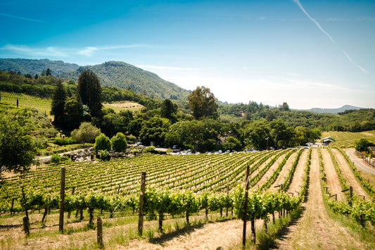 Bandol Wine, Terroir and Rabbit Warrens - Pierre Hourlier Wines